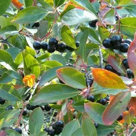 Aronia melanocarpa Professor Ed