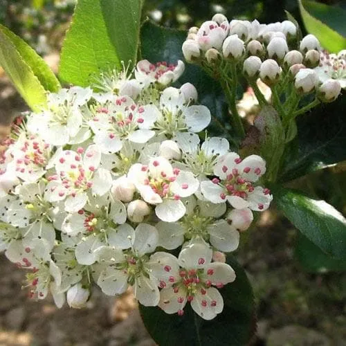 Aronia melanocarpa Professor Ed