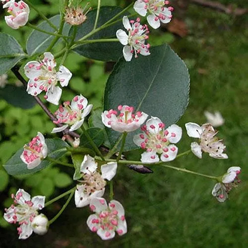 Aronia melanocarpa Professor Ed