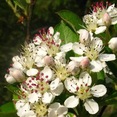 Aronia melanocarpa Professor Ed