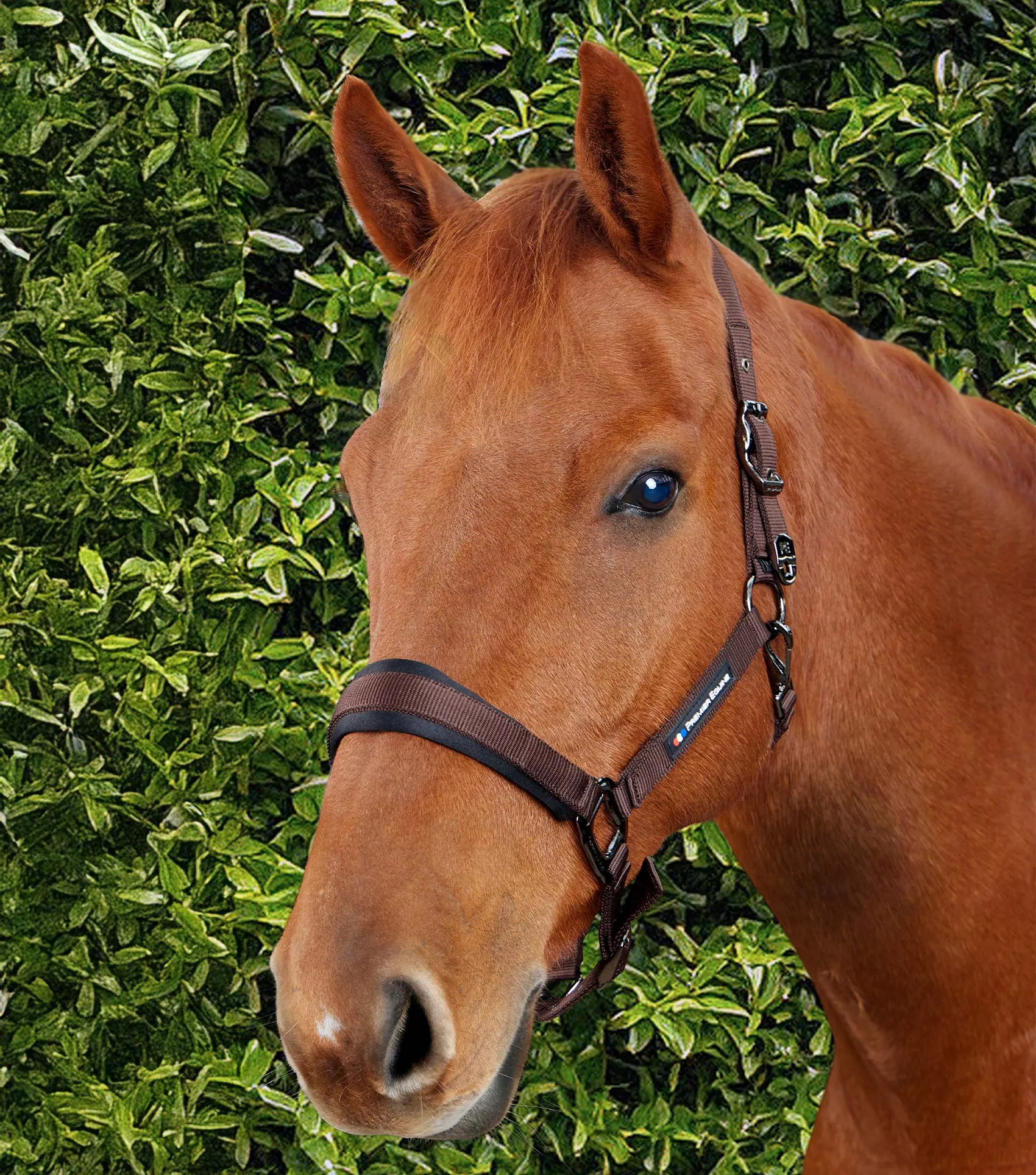 Corda Padded Head Collar with Lead Rope Brown